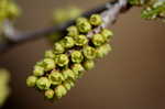 Fragrant sumac